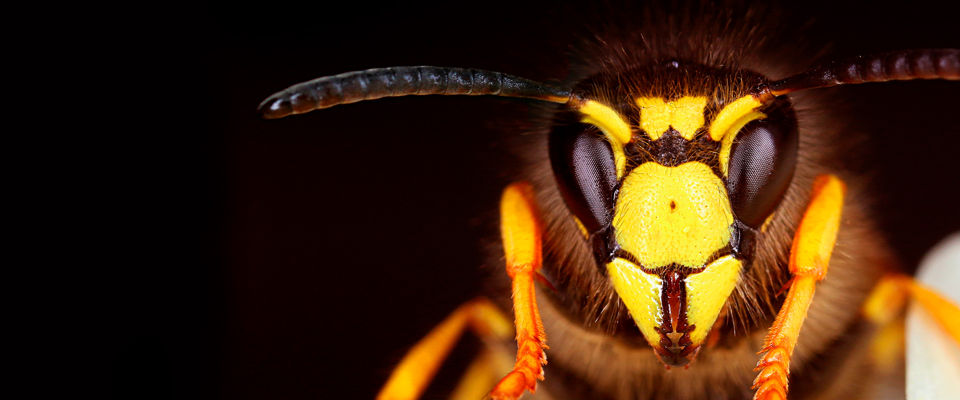 guêpe à exterminer à Montréal par expert extermination